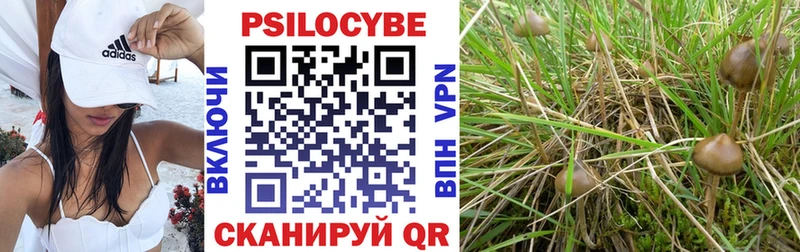 Купить где  Кизляр  Псилоцибиновые грибы GOLDEN TEACHER 